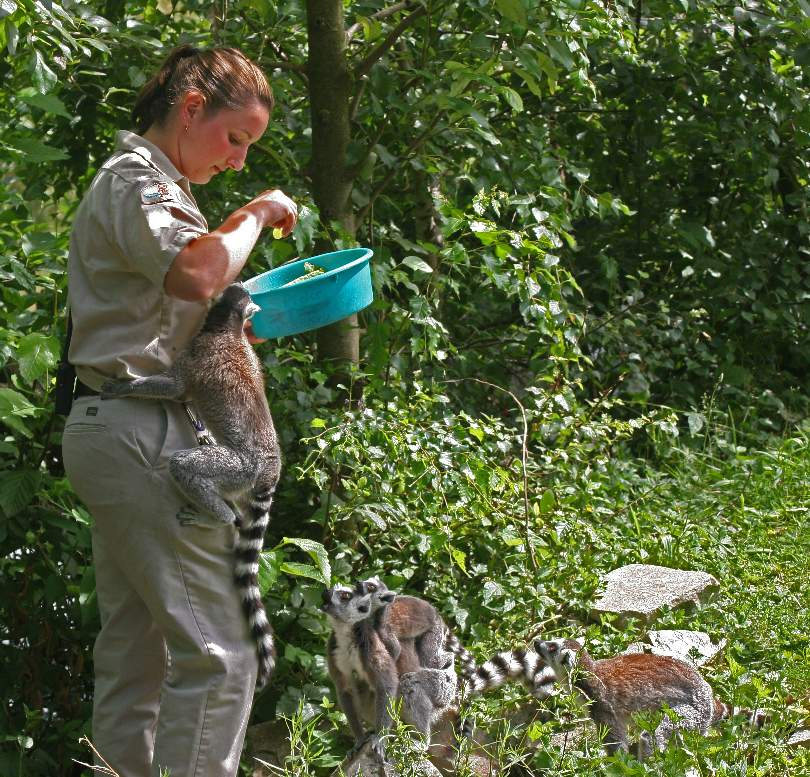 Обед на острове лемуров Лемур Зоопарк Ванкувер Канада Lemur Vancouver Zoo Leah BC Canada