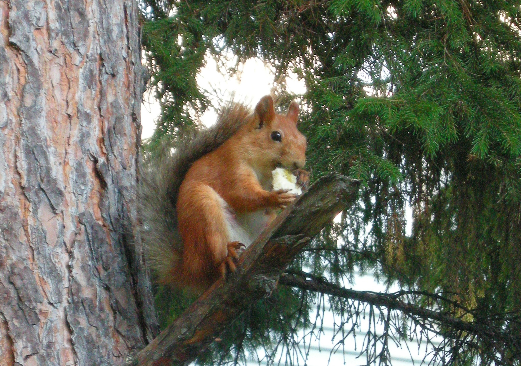 Перекус 