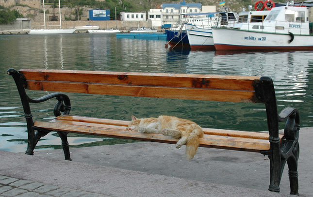 Сон рыбака море рыбалка кот