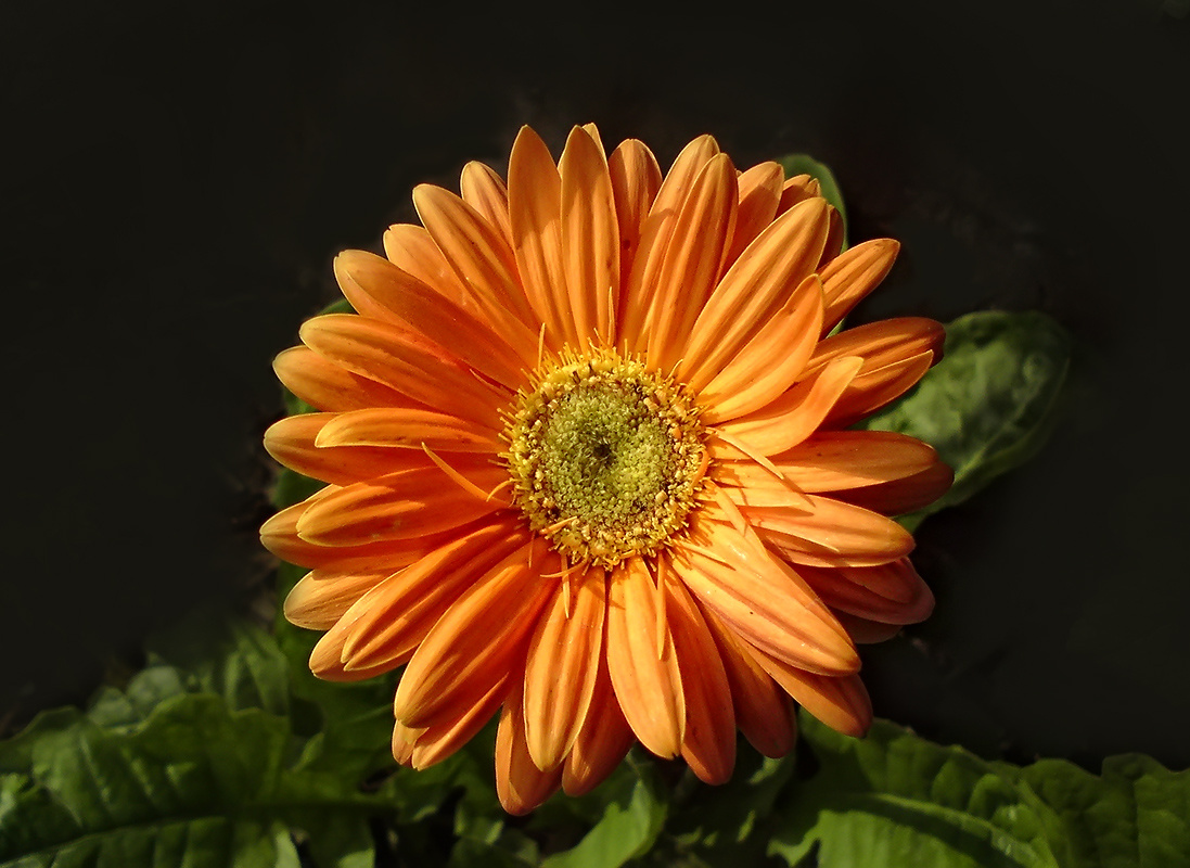 Gerbera 