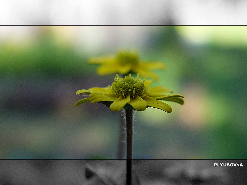 Yellow Yellow