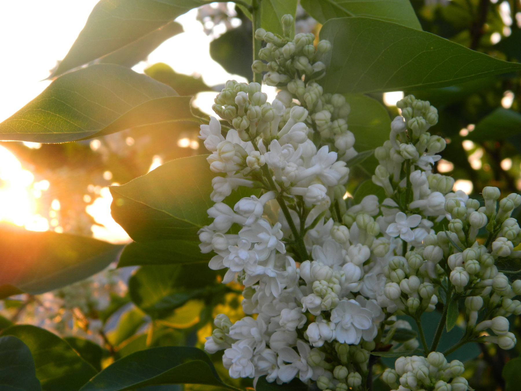 Белая сирень 