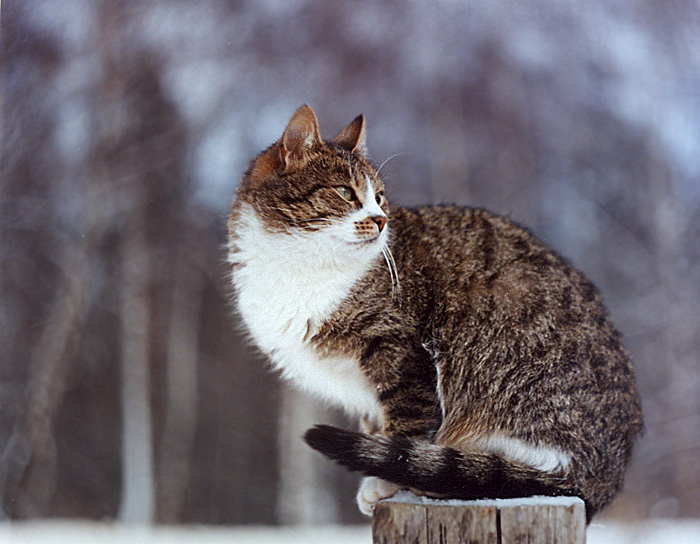 Фрося кошка конюшня