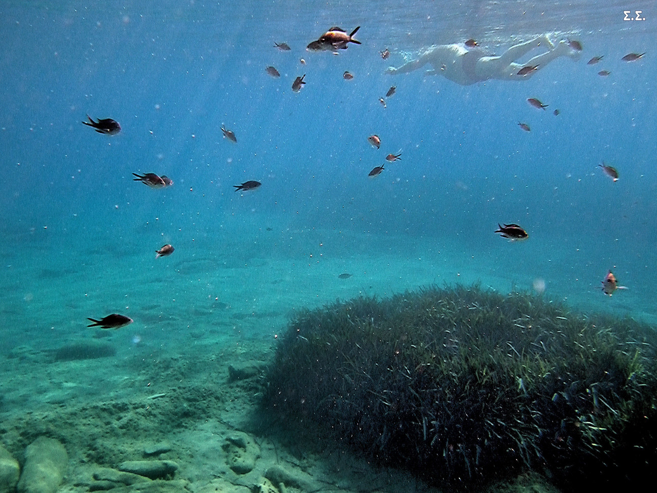 BIG FISHTANK 