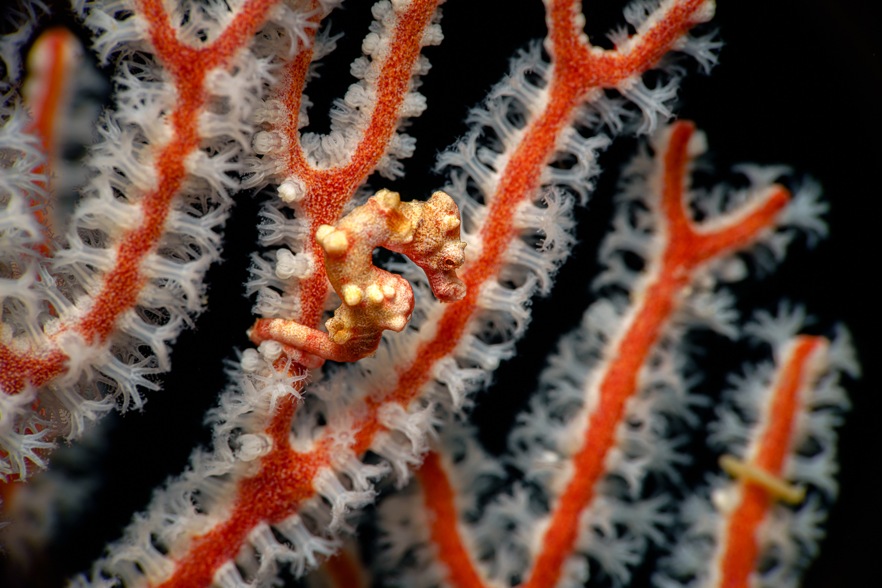 Denise seahorse Подводная фотография природа макро дайвинг океан рыбы море под водой глубина синева вода underwater кораллы риф подводный сноркелинг фауна wildlife photography ocean sea diving