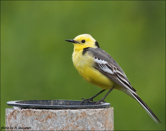 желтоголовая трясогузка (Motacilla citreola) птица желтоголовая трясогузка