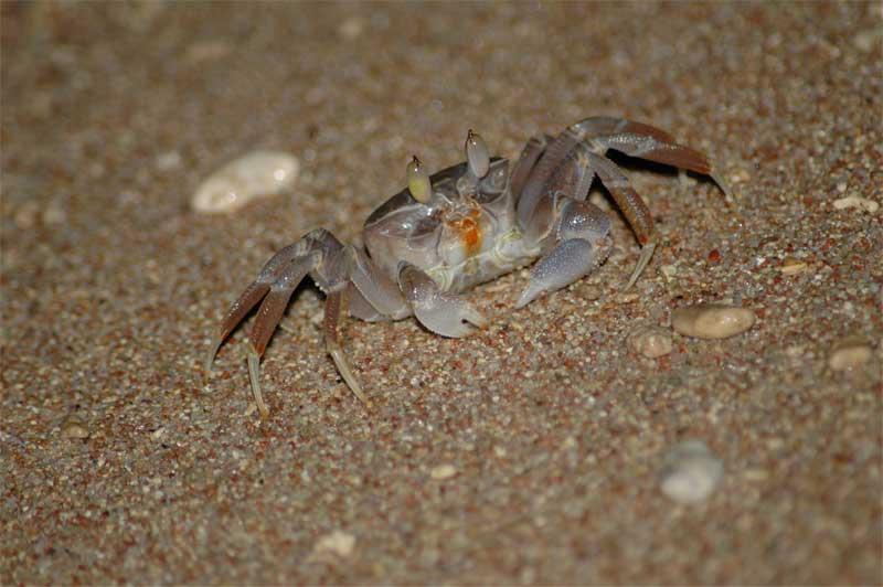 Крабик краб, море, берег