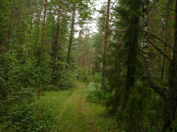 В лесу лес дорога август