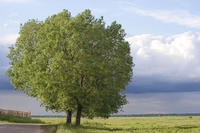 В лугах 