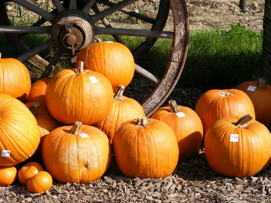 Pumpkins for Sale !!! pumpkins,autumn,vegetable