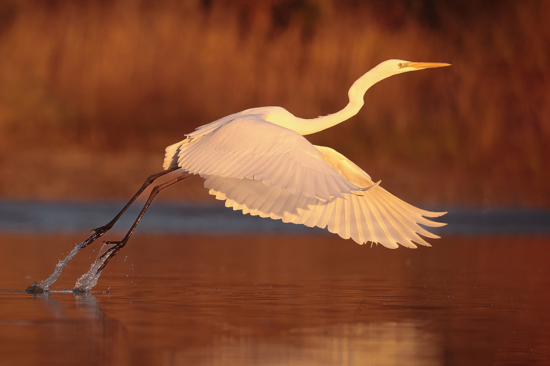 Heron 