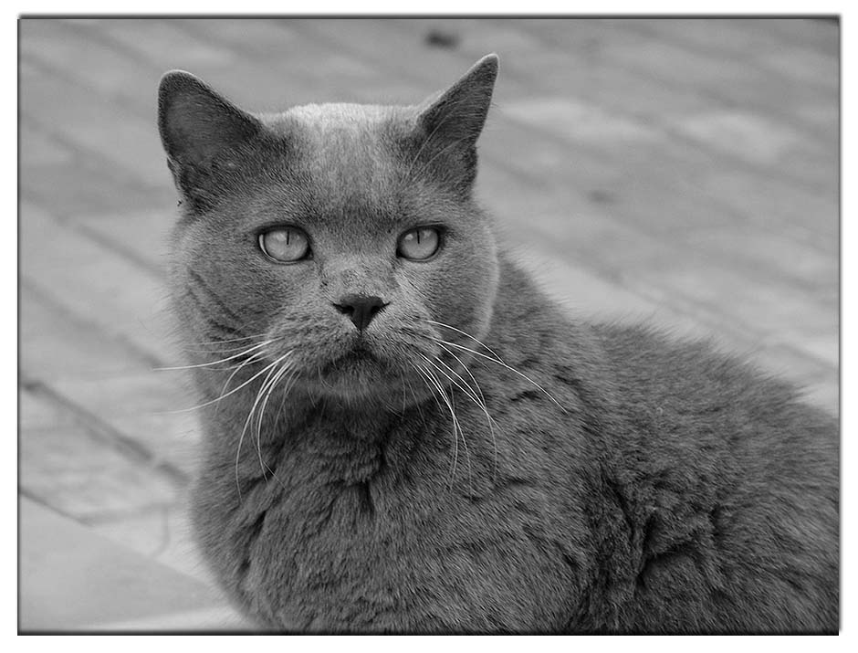Кот 