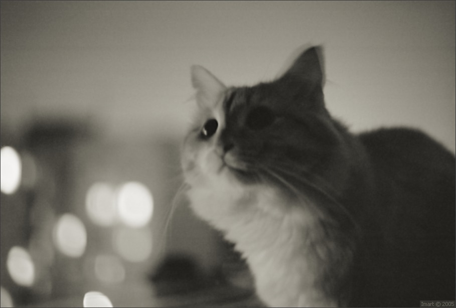 Мне бы в небо... кот небо балкон ночь окна
