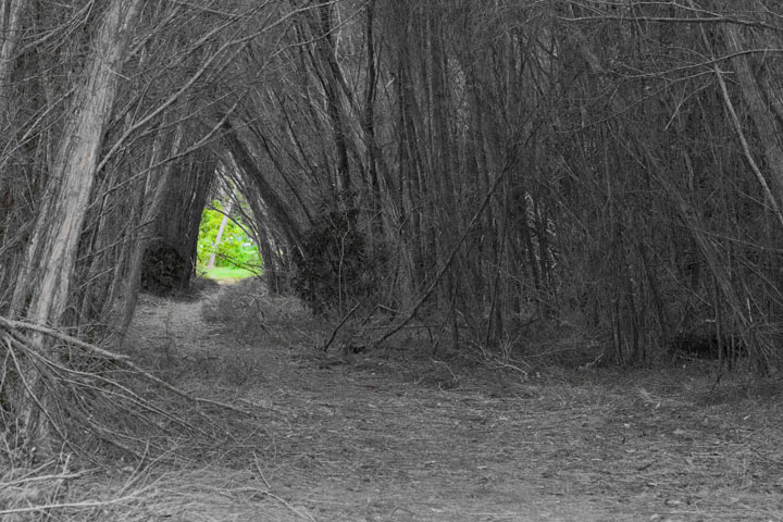 пройти через ... лес forest