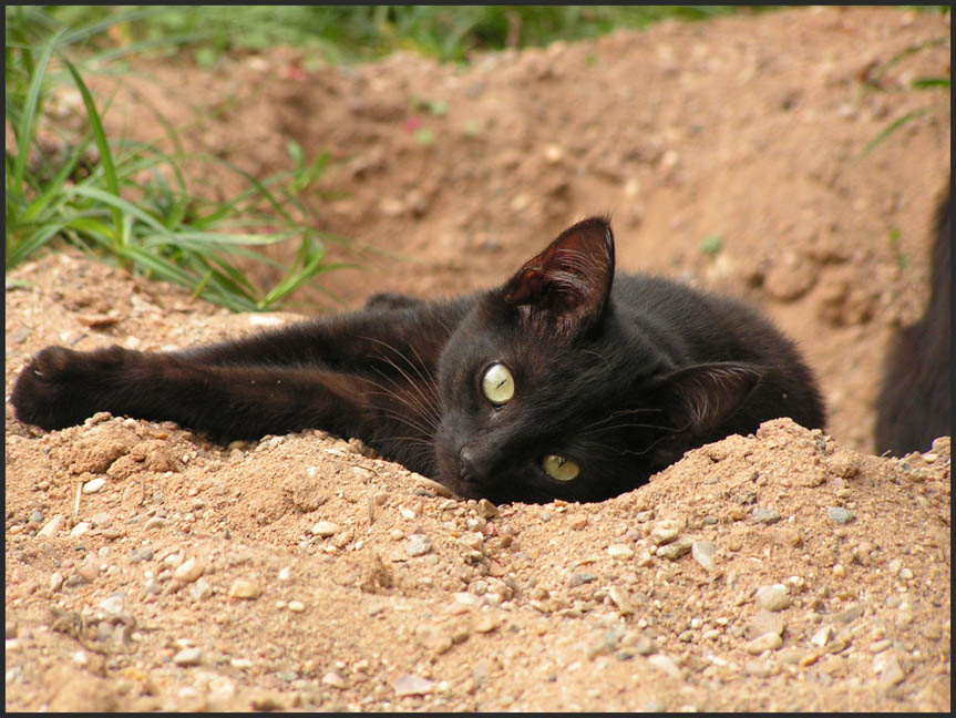 Кешпек кот котёнок кошка чёрный кешпек