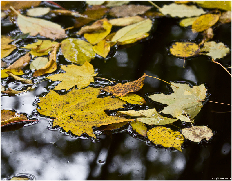 autumn leaves осень,клен,листья,пруд