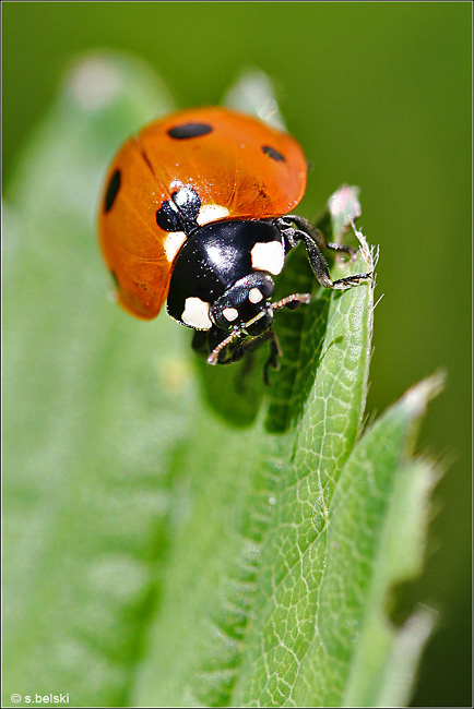 ladybug ladybug