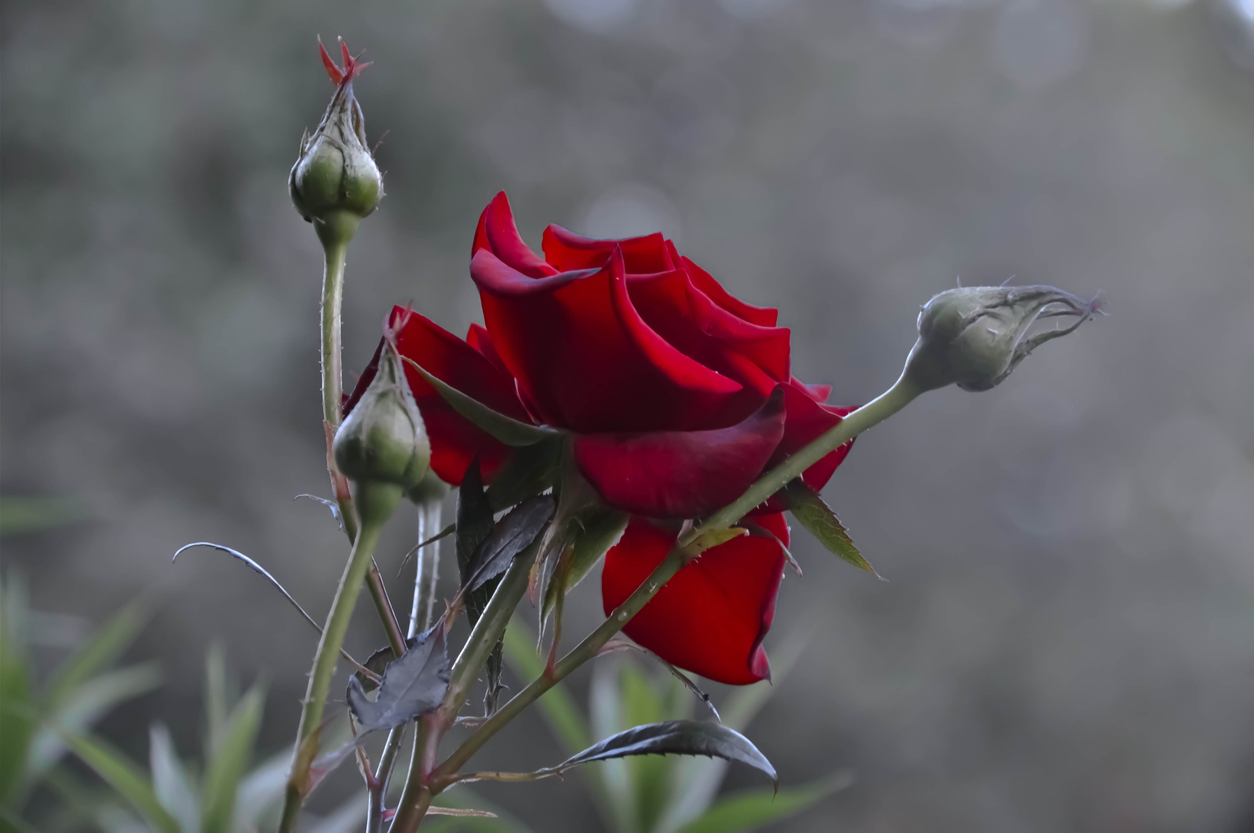 Донна Роза Роза