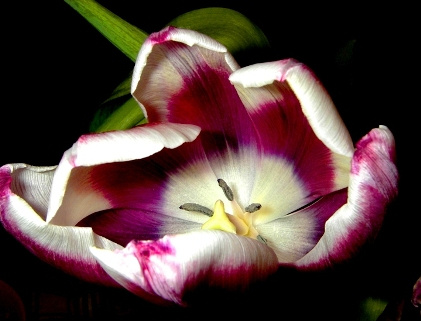 *** Цветы, природа...