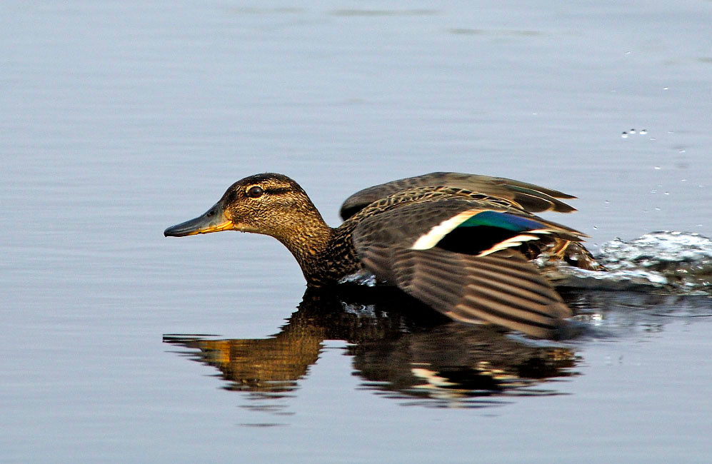 Глиссирующая Чирок-свистунок, Anas crecca, Common Teal, Tobseda, Barents Sea, Arctic
