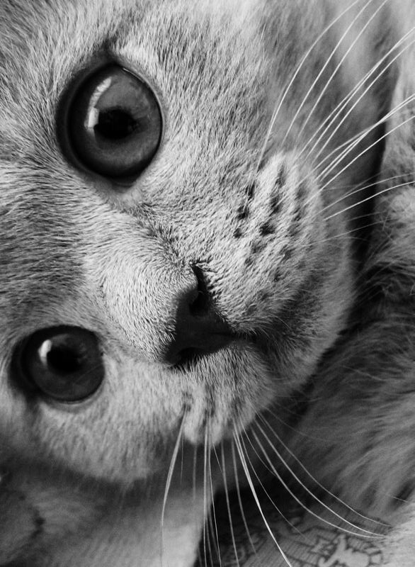 ? кот