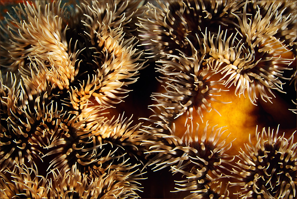 UW abstract актиния, Японское море, anemone, макро, sea of japan, Приморье