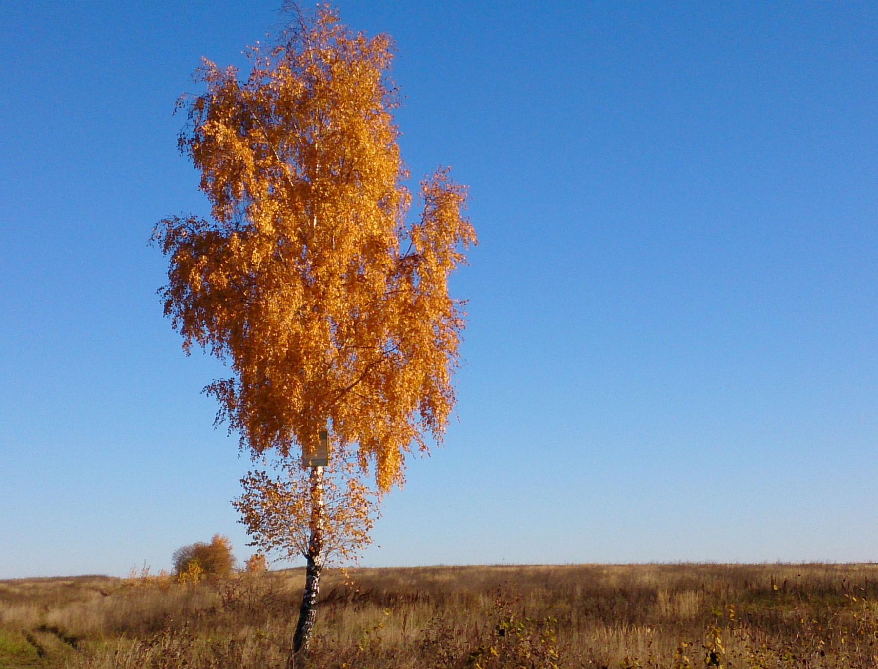 Осень золотая природа, осень