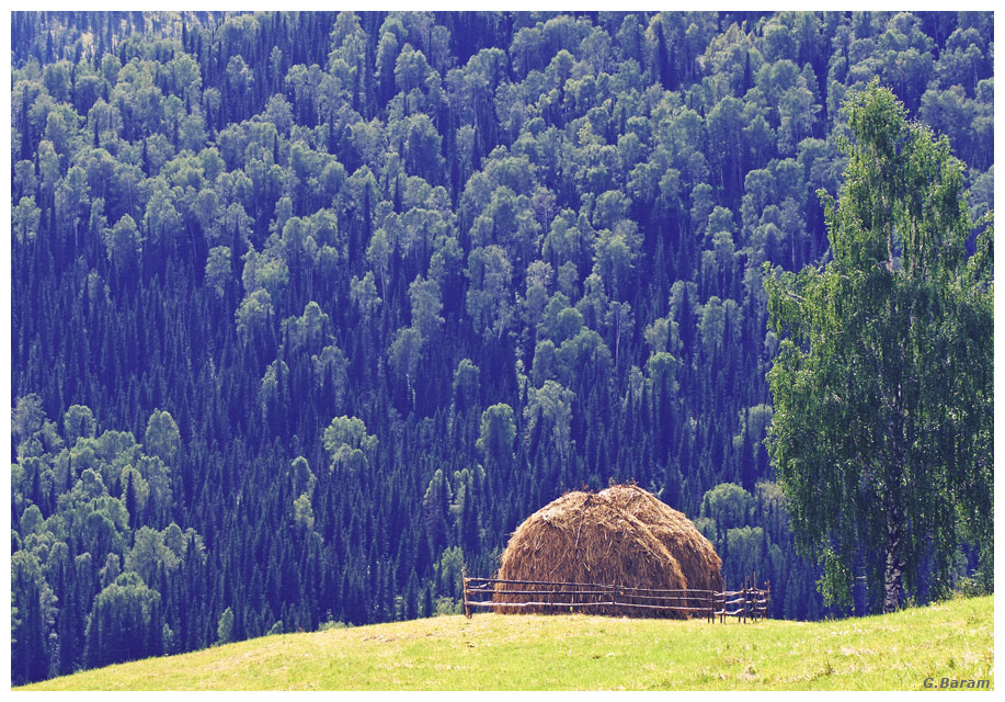 На горных лугах Алтай 2007