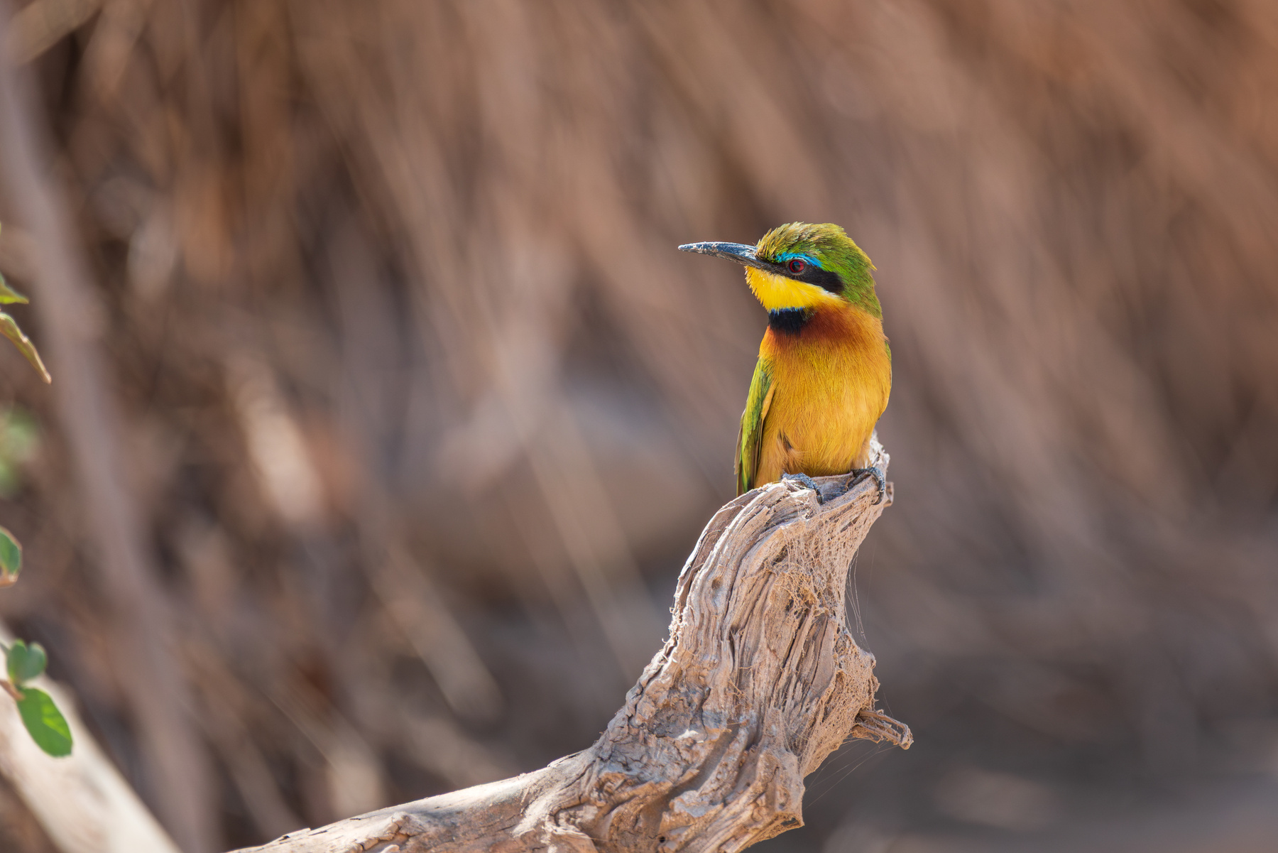карликовая щурка (Merops pusillus) птицы дикая природа birdwatching Танзания щурки