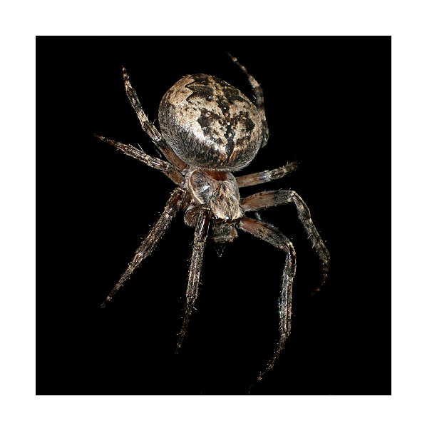 spider паук
