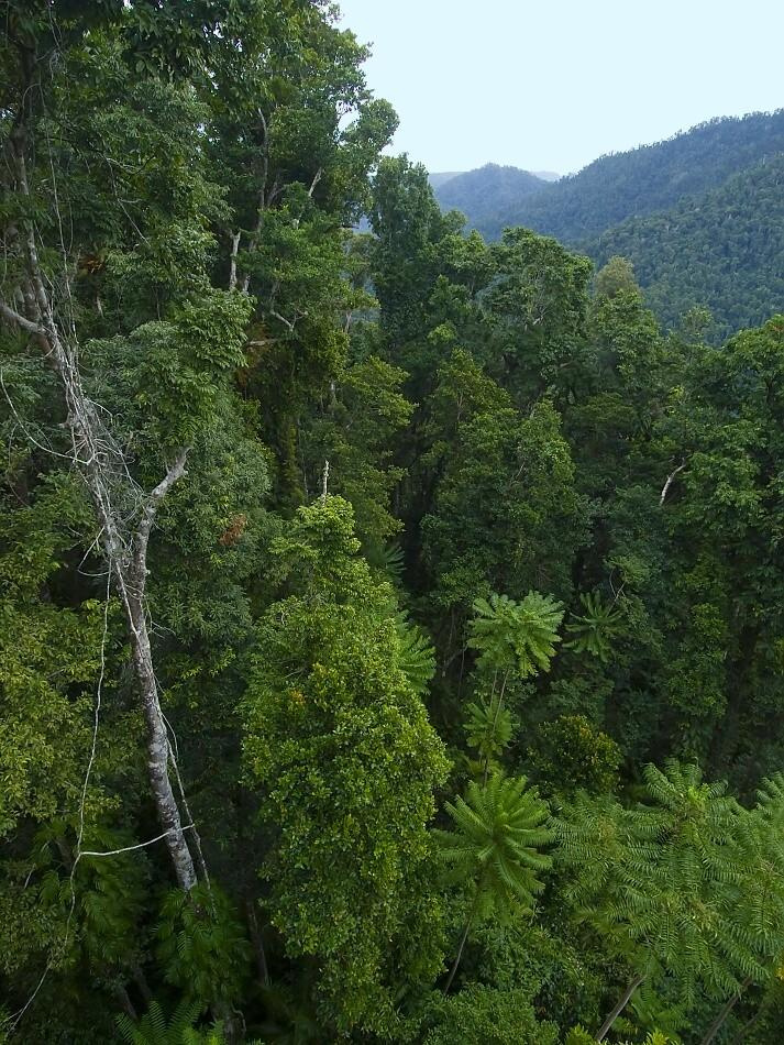Тропики Qeensland Australia
