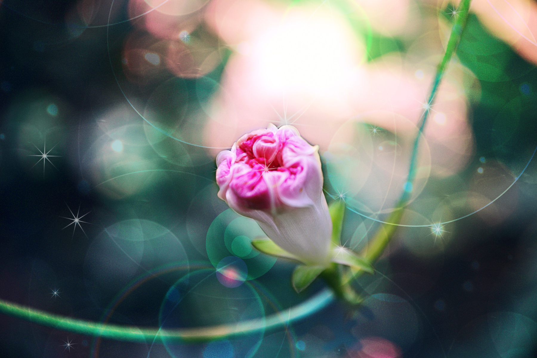 ***Dream 