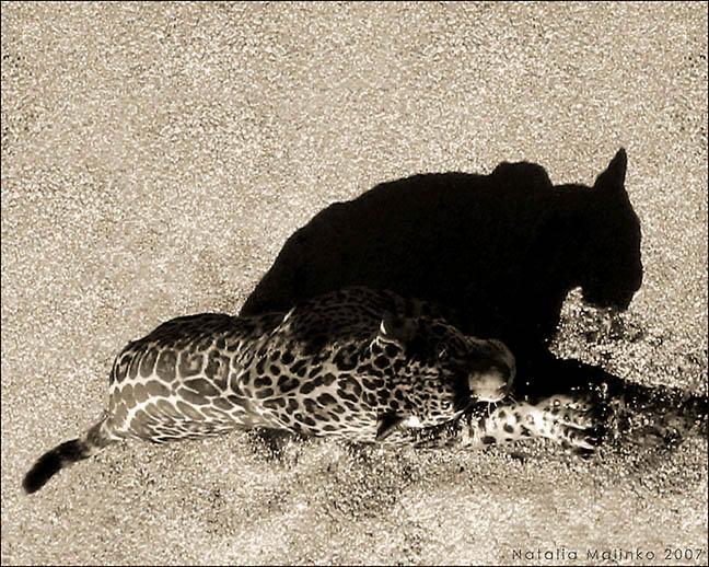Тень и её верный хищник. Тень Shadow Ягуар Jaguar