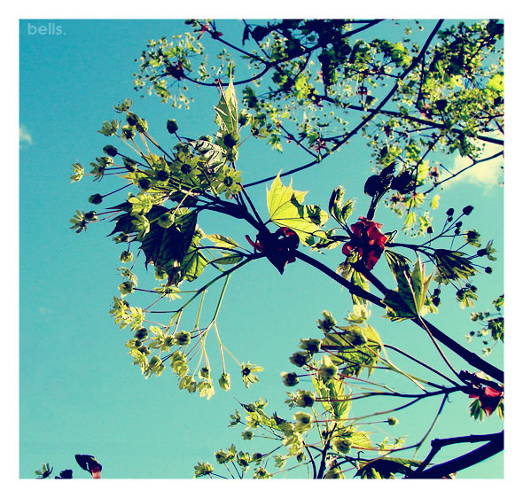 i love spring небо дерево растения цветы весна