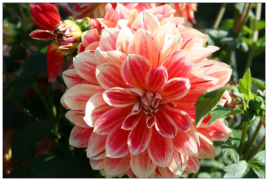 Fleur 