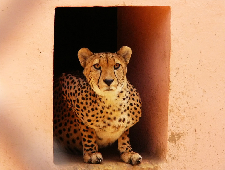 Гепа́рд (лат. Acinonyx jubatus). гепард московский зоопарк