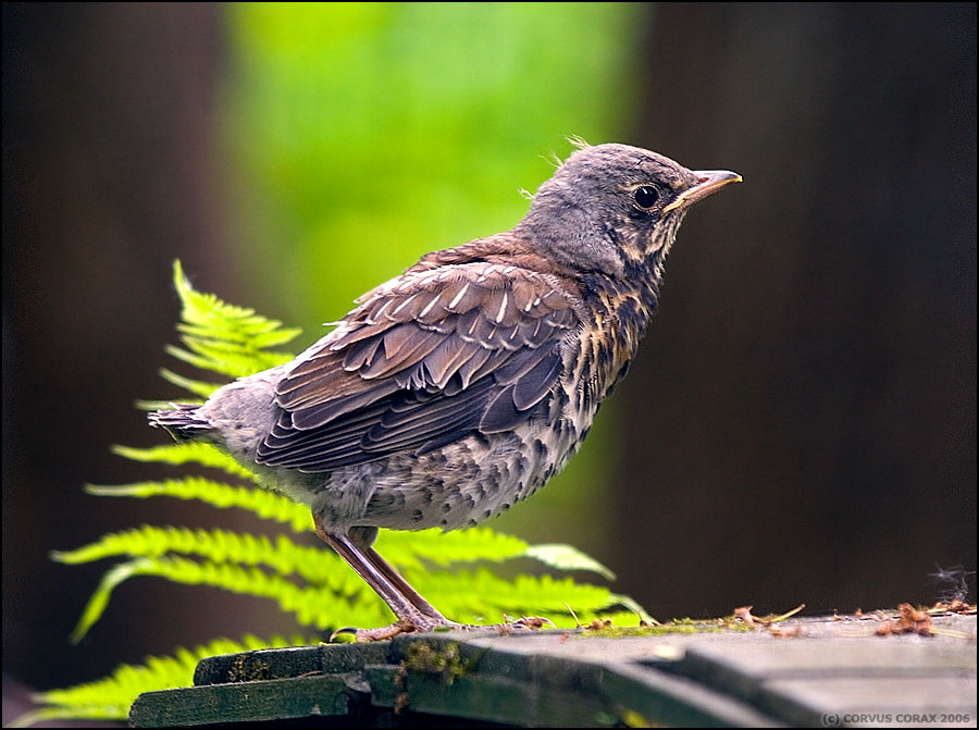 Хочу всё знать! дрозд рябинник Turdus pilaris