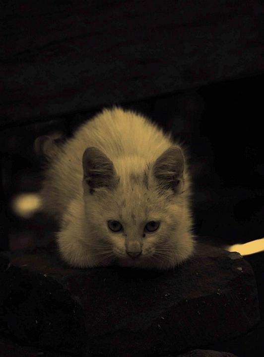 Беспризорник котенок