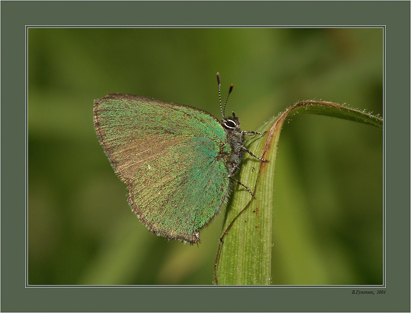 Малинница (Голубянки) Бабочка Малинница Callophrys rubi