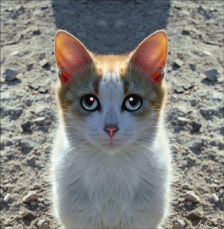 ПОДАЙТЕ РЫБКИ КОТ КОТИК КОТЁНОК