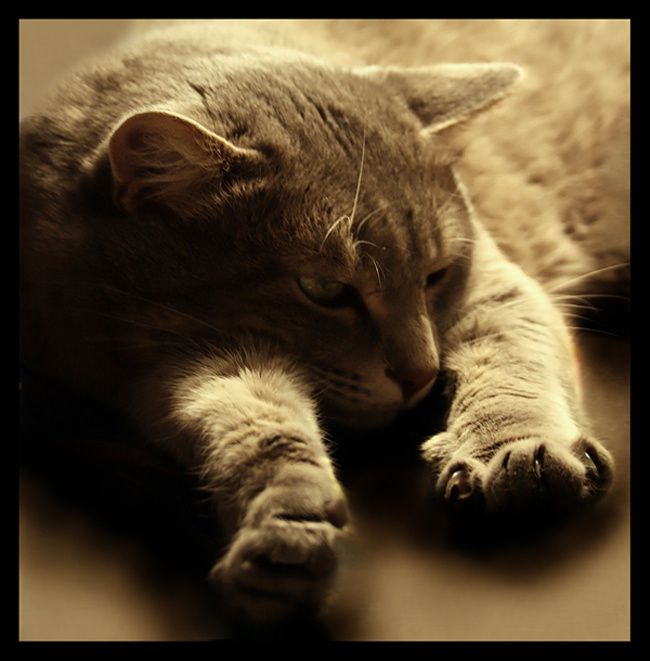 *** кот Макс сон спит