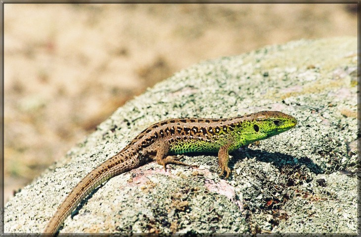 Lacerta agilis Lacerta agilis