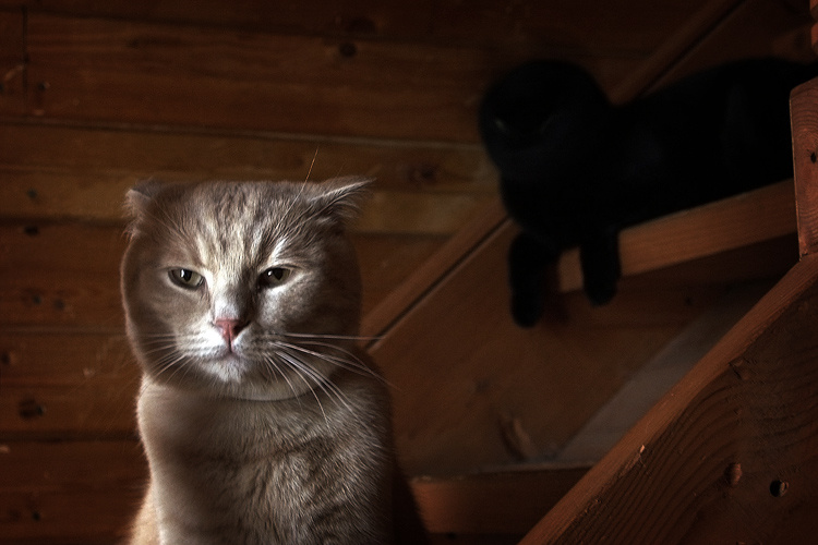 =^^= =vv= шотландец друг чорного-пречорного кота