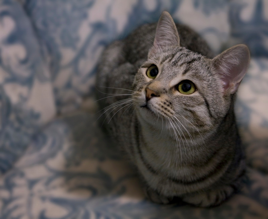 kitten котенок серый kitten