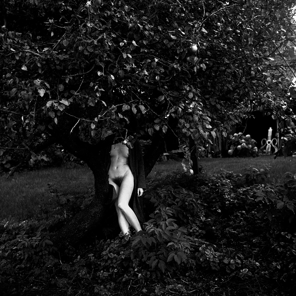 Under the Pear tree 