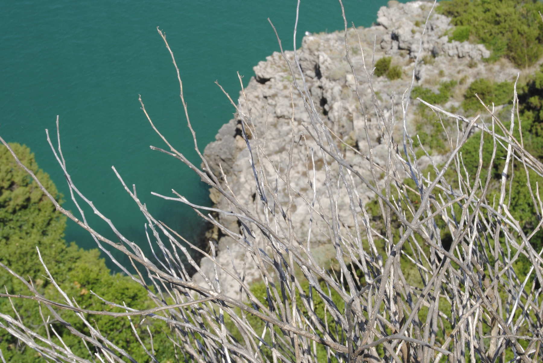 Cespuglio куст, море, скала