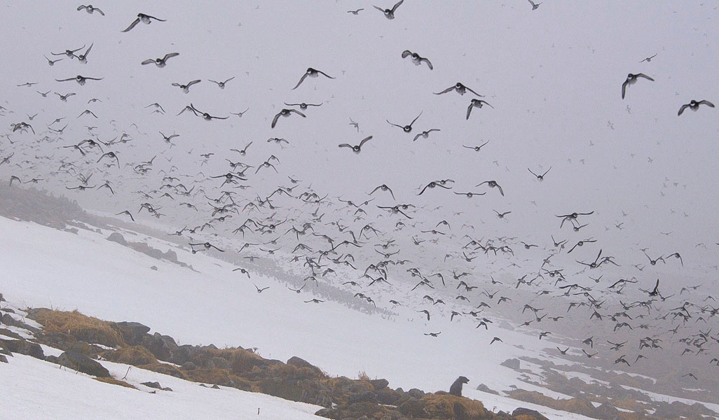 Потребители и потребляемые #2 Песец, Alopex lagopus, конюга-крошка, Aethia pusilla, Least Auklet, Arctic Fox, St. George Island, the Pribilofs, Bering Sea, Alaska
