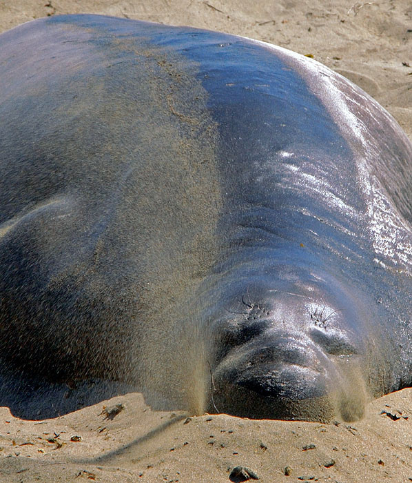 Скука Северный морской слон, Mirounga angustirostris, Northern Elephant Seal, California