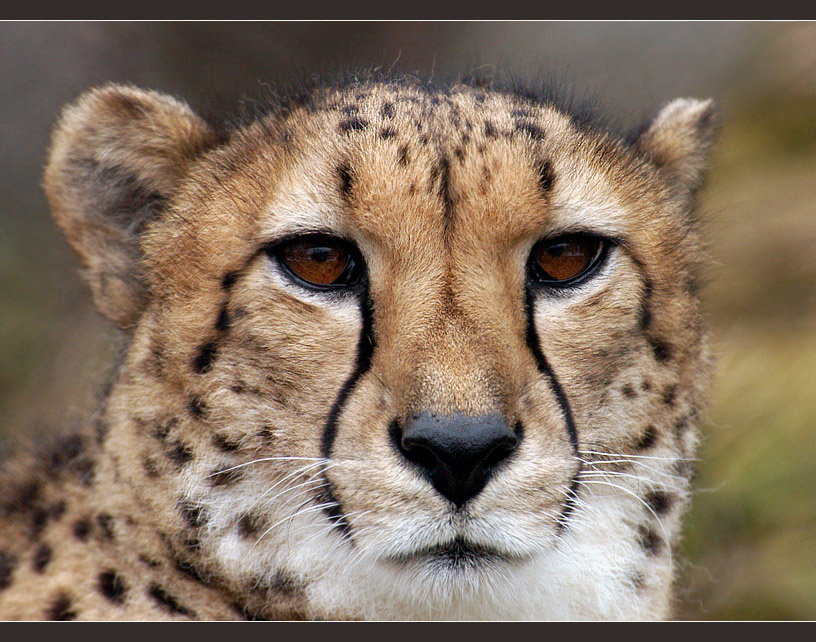 Тетрамаджджхаттата гепард Acinonyx jubatus