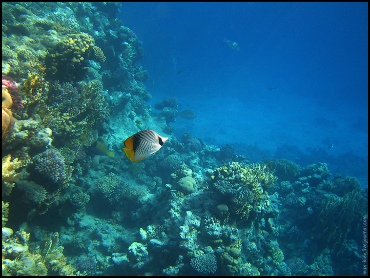 red sea #4 